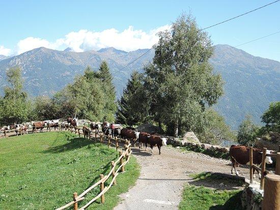 Le Capanne