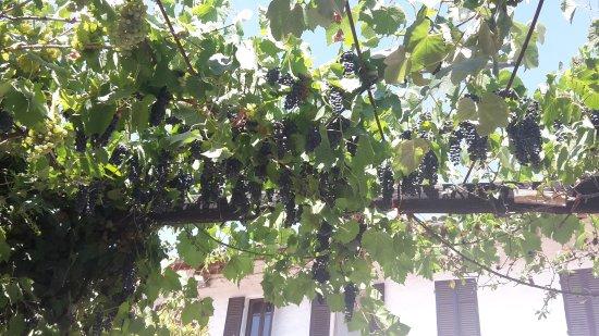 Azienda Agrituristica Cascina Mondino