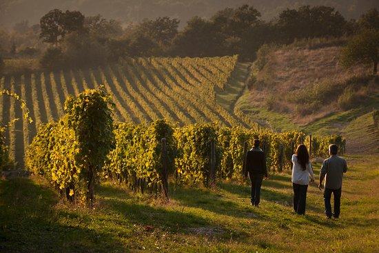 The Grand Wine Tour