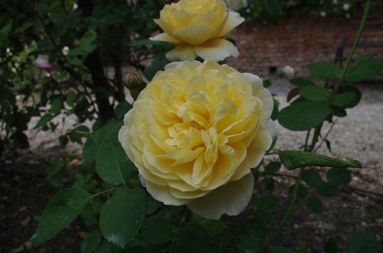 Il Roseto