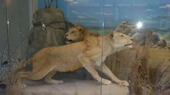 il Museo di Storia Naturale Farraggiana Ferrandi