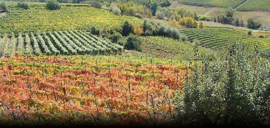 Cascina degli Ulivi
